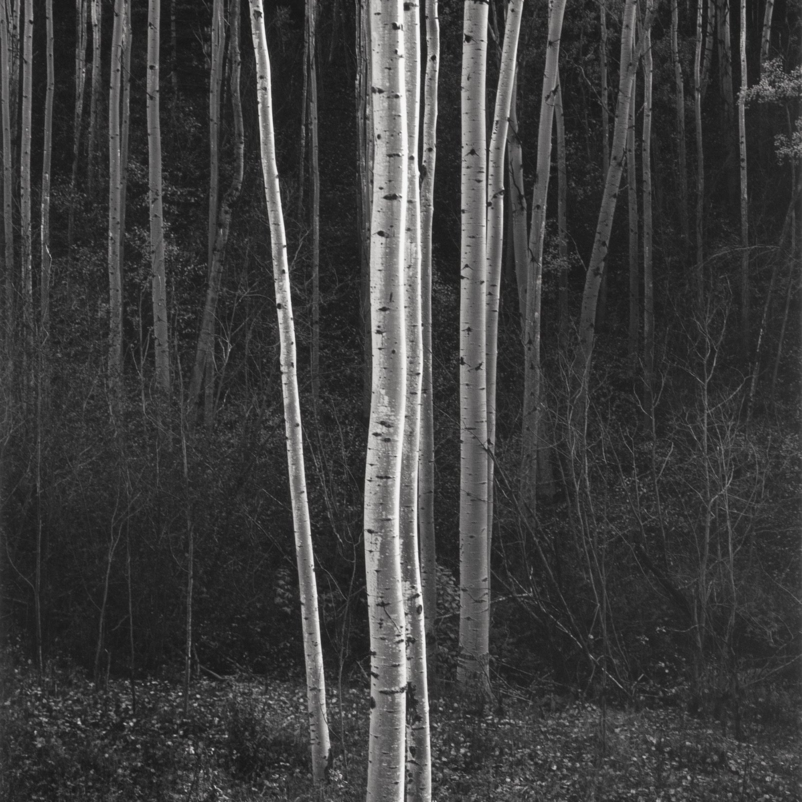 Aspens, Northern New Mexico (V) The Ansel Adams Gallery 