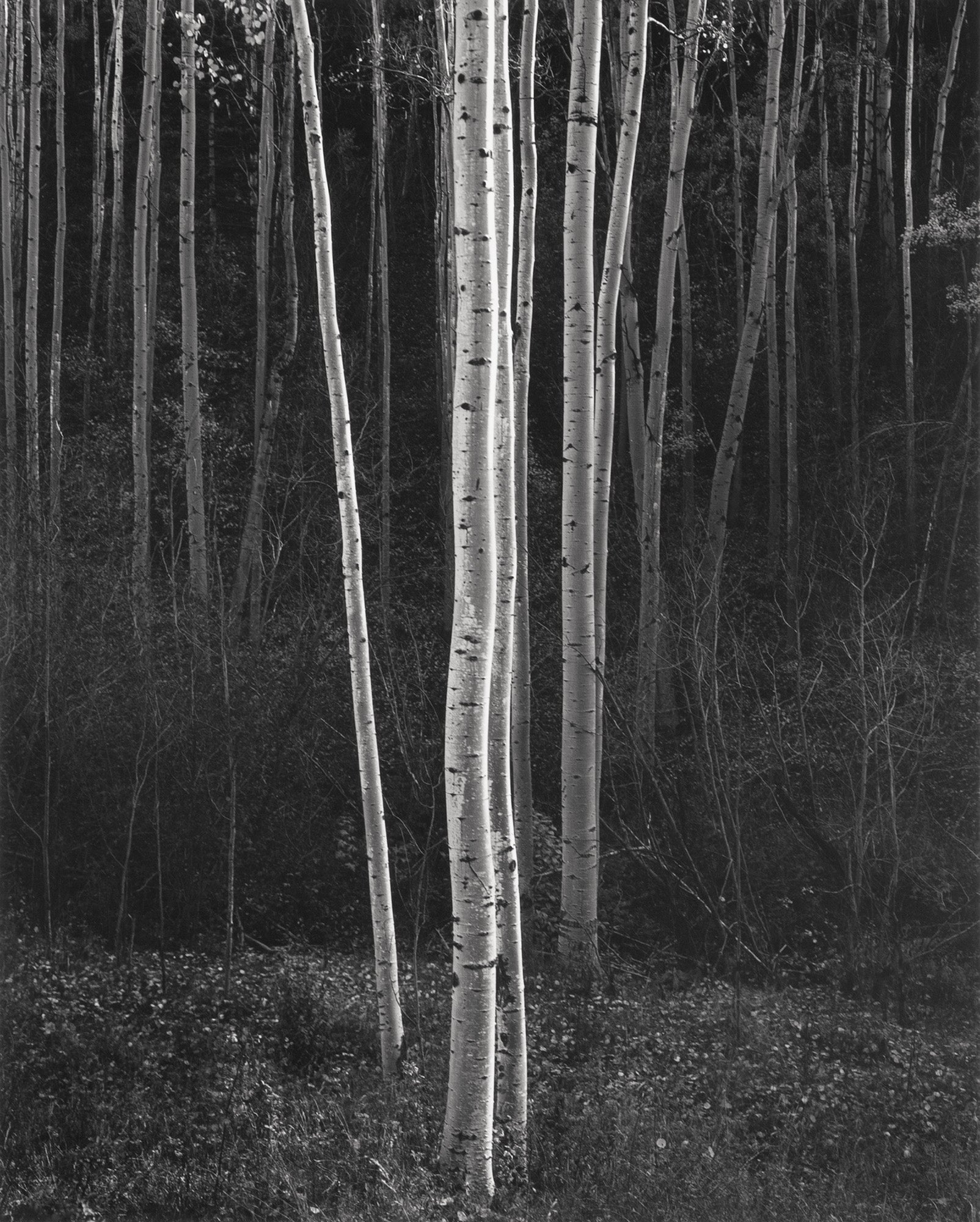 Aspens, Northern New Mexico (V) The Ansel Adams Gallery 