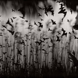Bats through Grass Shop_Represented_Artist Dan Burkholder 