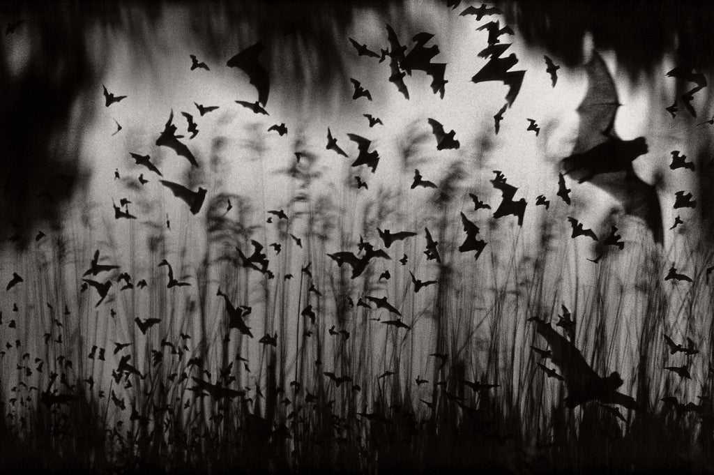 Bats through Grass