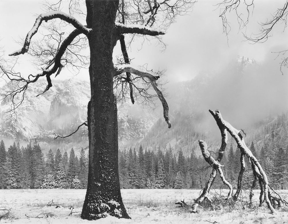 Black Oak, Fallen Branches, Yosemite Valley