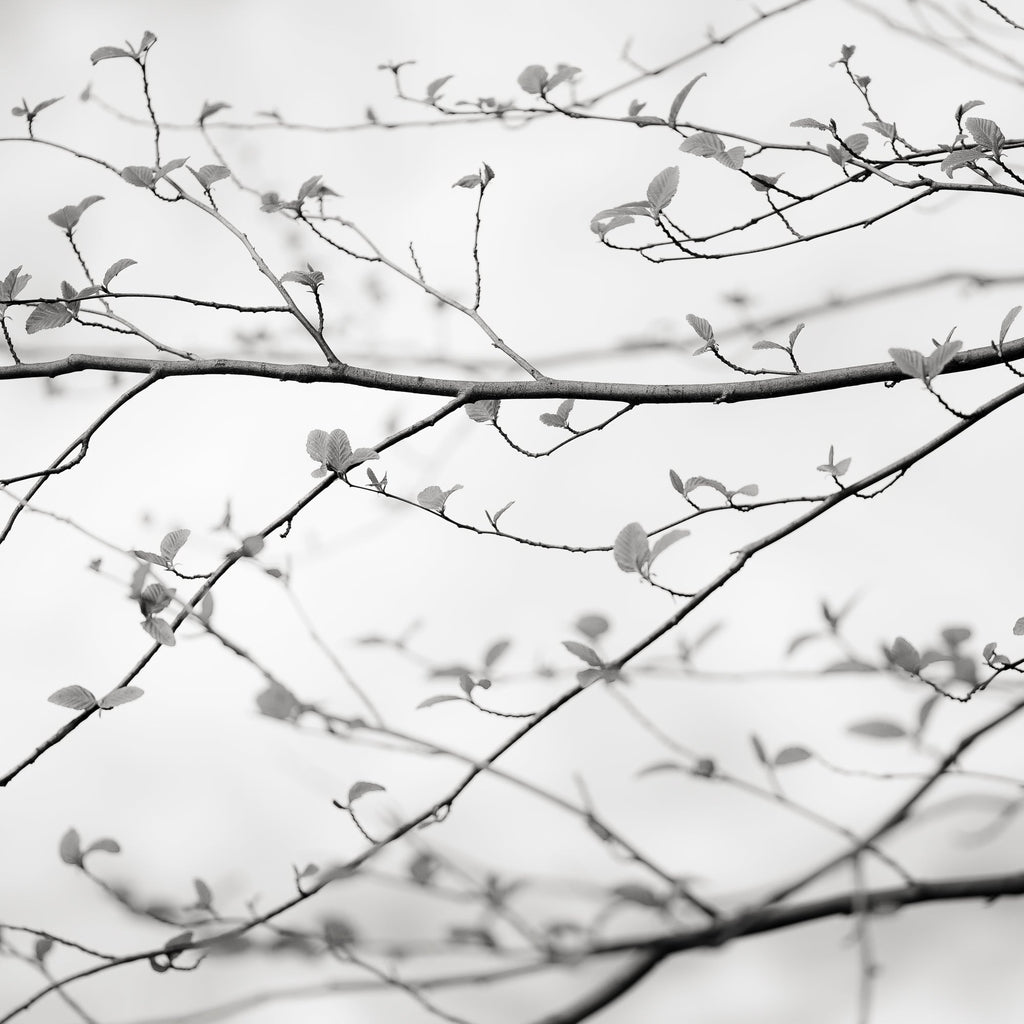 Branch Detail, Yosemite, California, 2019