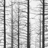 Burned Trees, Snow, Yosemite National Park, CA 1991 Shop John Sexton 