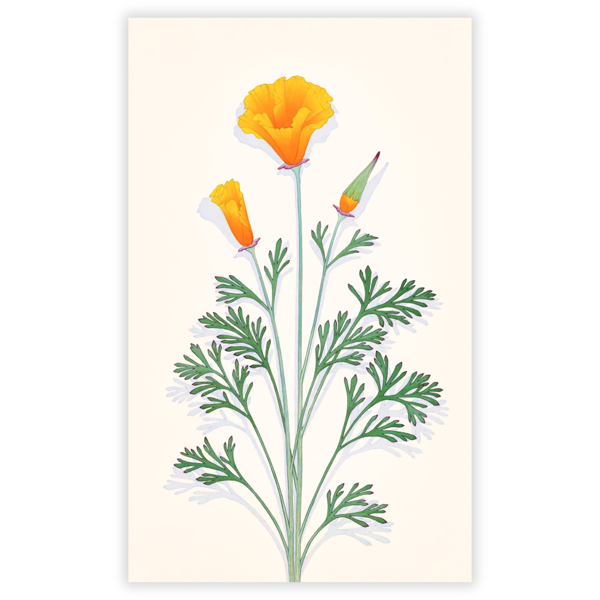 California Poppy by Sally Owens – The Ansel Adams Gallery