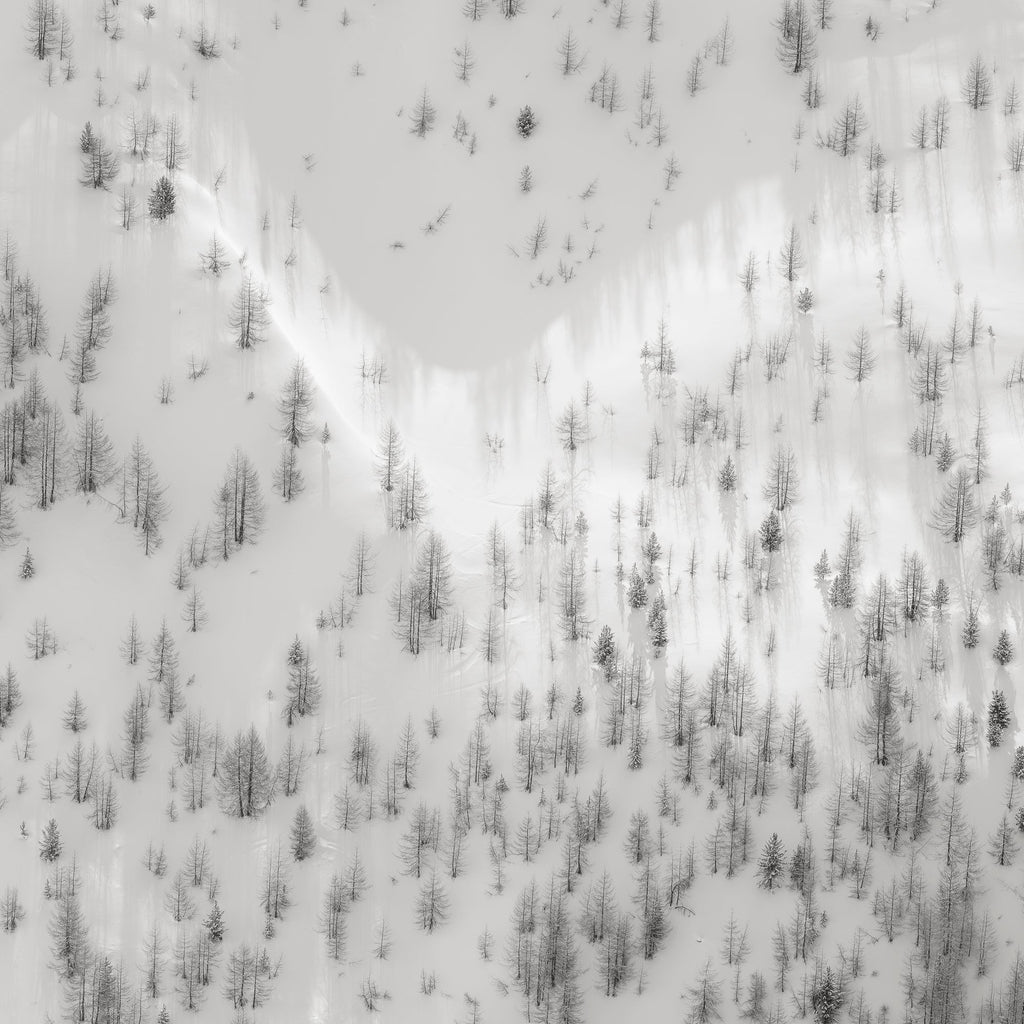 Cliffside Trees, Engadine Switzerland, 2020