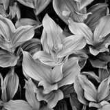 Corn Lilies, Dusk, Yosemite National Park, CA 2002 Shop John Sexton 