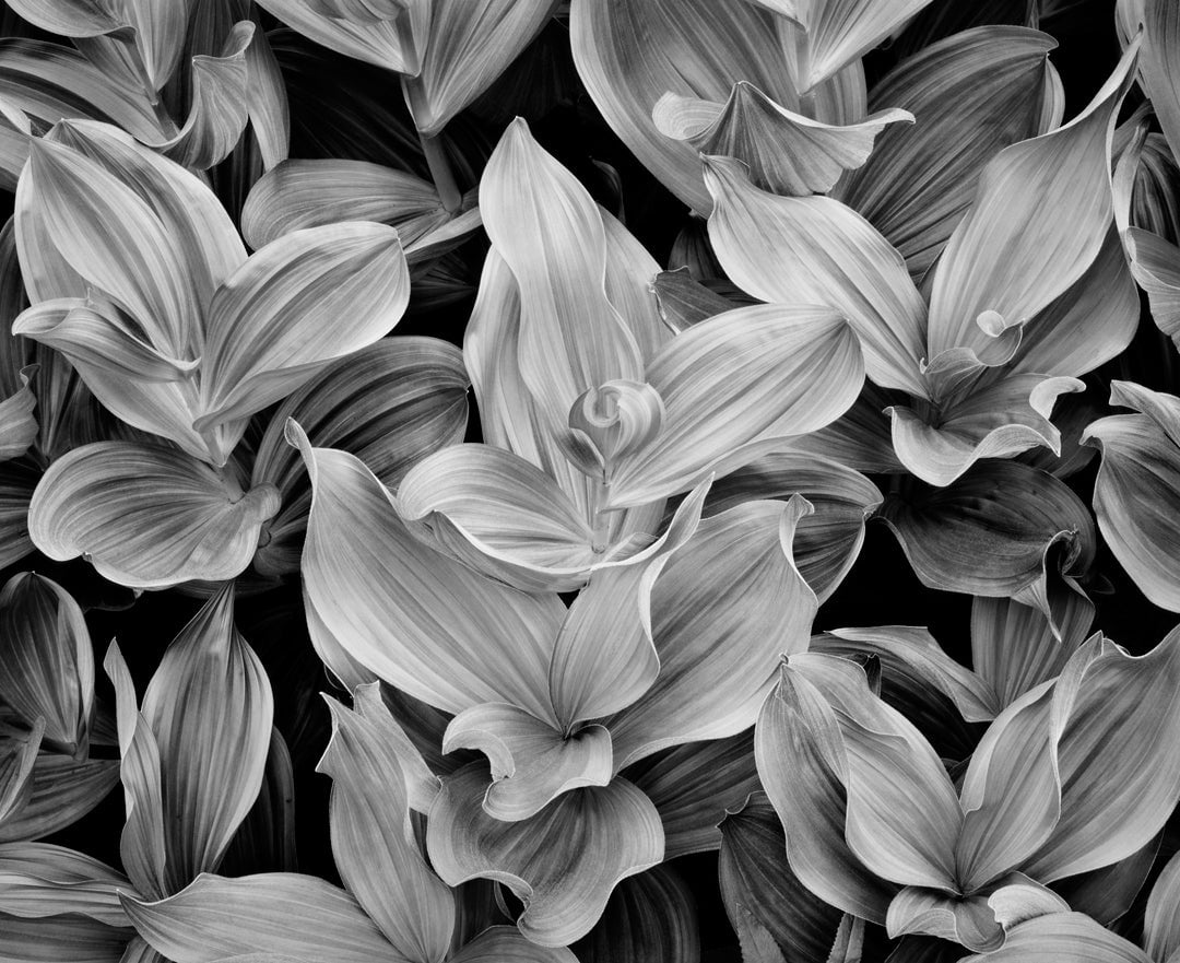 Corn Lilies, Dusk, Yosemite National Park, CA 2002 Shop John Sexton 