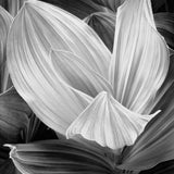 Corn Lily, Eastern Sierra Nevada Shop_Represented_Artist John Sexton 