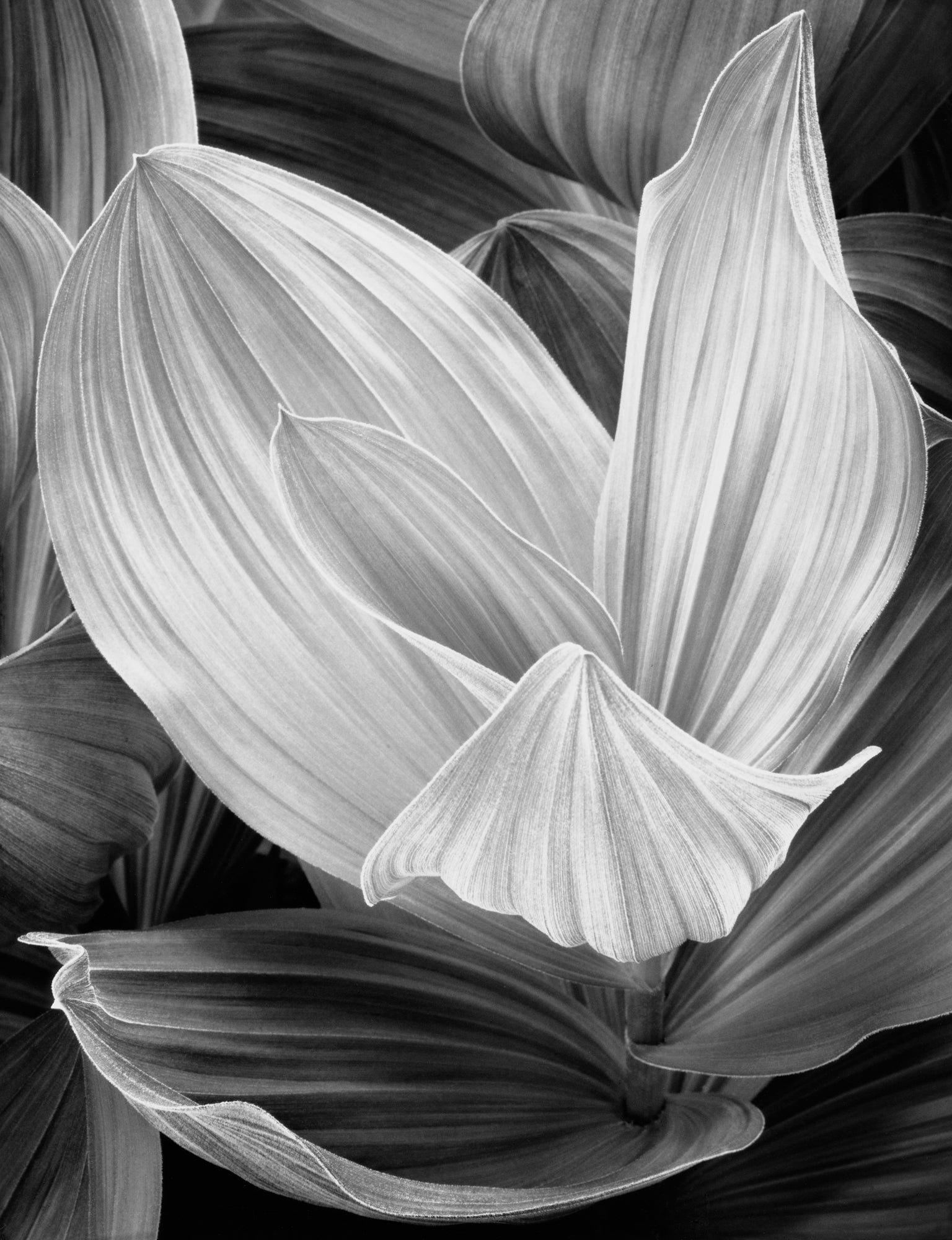 Corn Lily, Eastern Sierra Nevada Shop_Represented_Artist John Sexton 