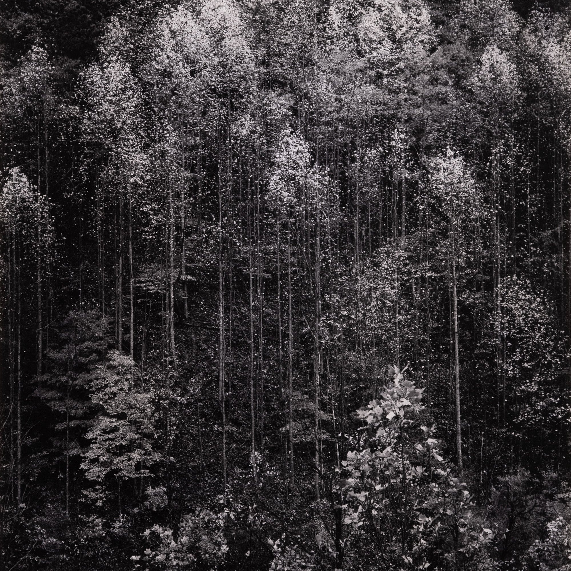 Dawn, Autumn Forest, Great Smokey Original Photograph Ansel Adams 
