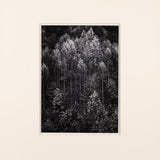 Dawn, Autumn Forest, Great Smokey Original Photograph Ansel Adams 