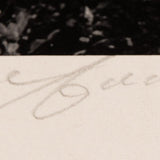 Dawn, Autumn Forest, Great Smokey Original Photograph Ansel Adams 