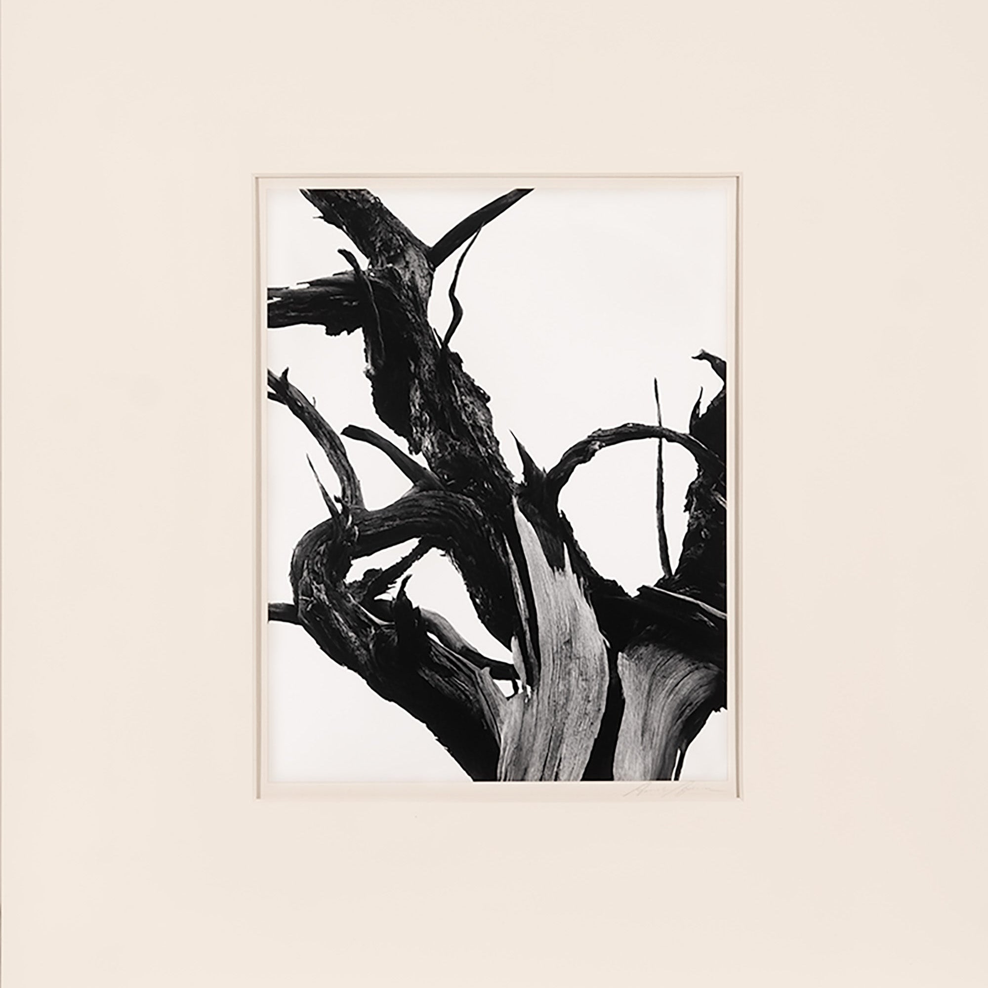 Dead Tree, Sunset Crater Original Photograph Ansel Adams 