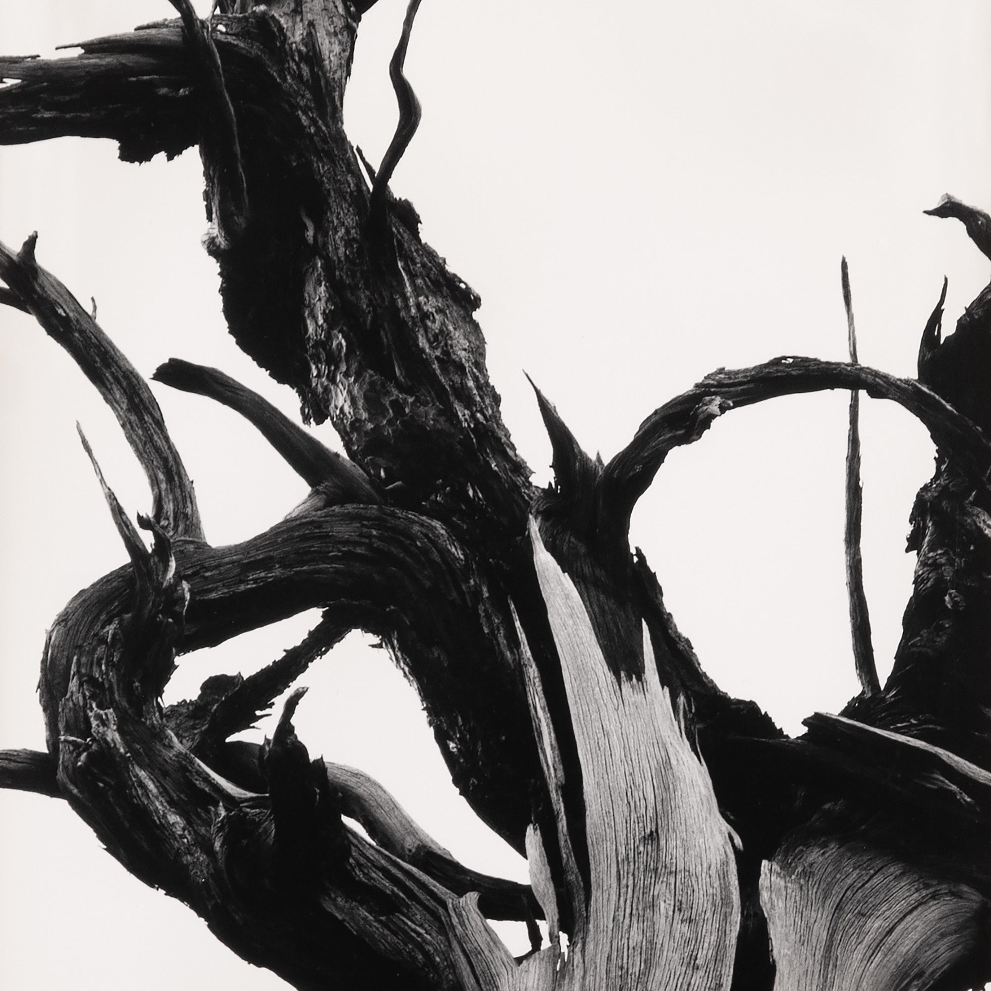 Dead Tree, Sunset Crater Original Photograph Ansel Adams 