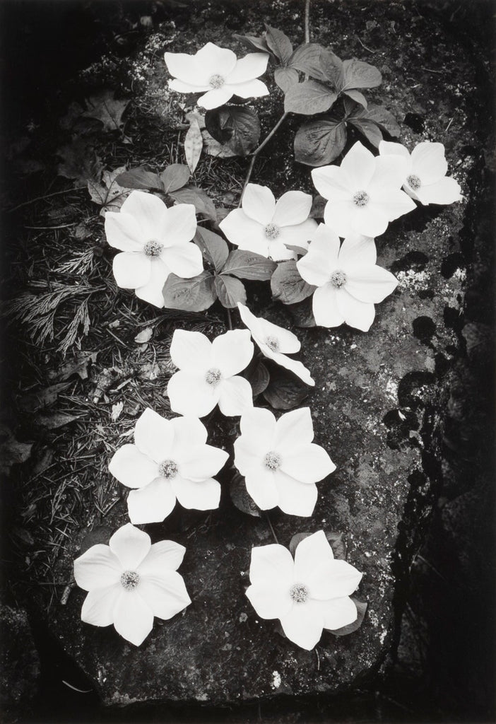 Dogwood Blossoms