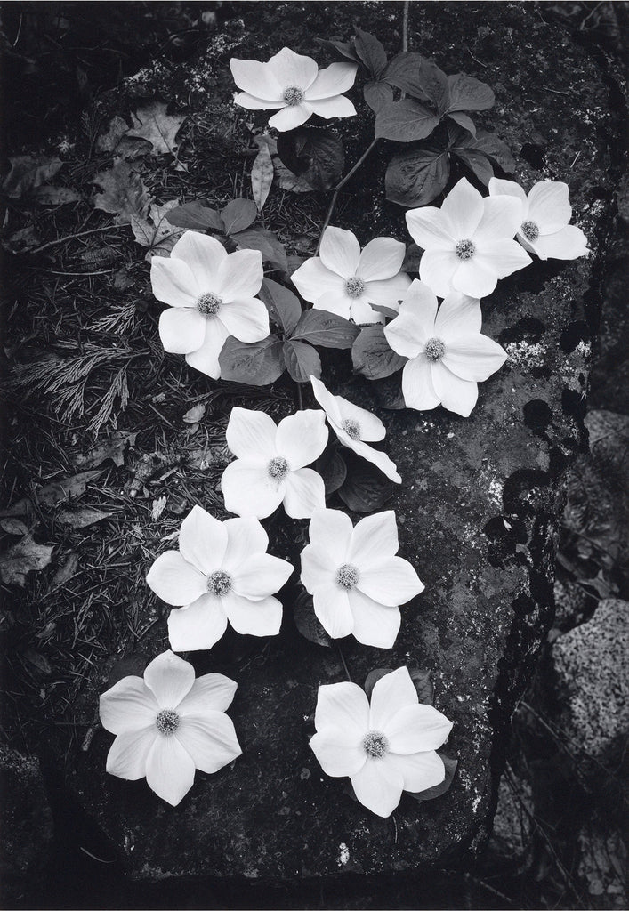 Dogwood Blossoms