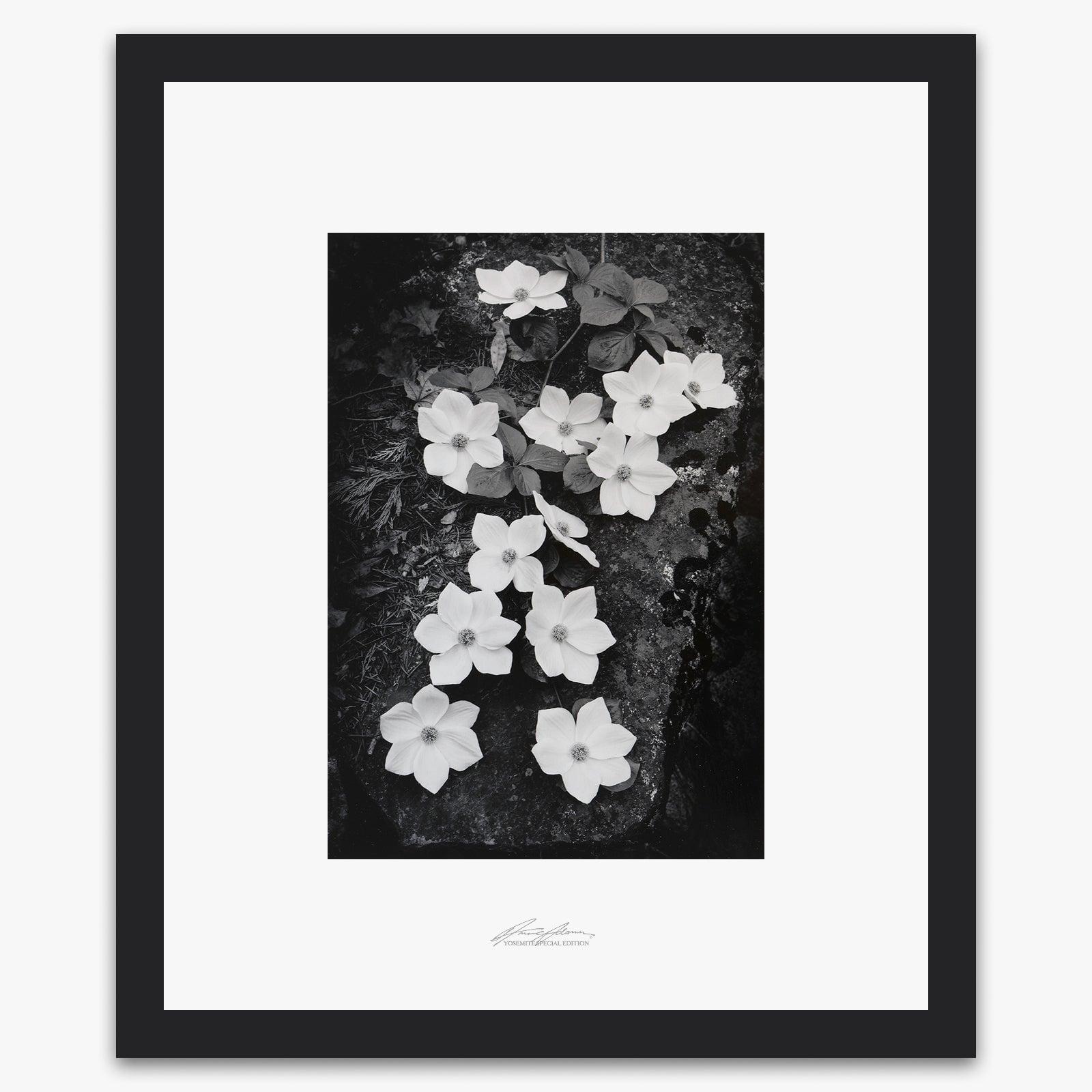 Dogwood Blossoms Shop_Repro_SEP The Ansel Adams Gallery Framed Standard Black Wood 