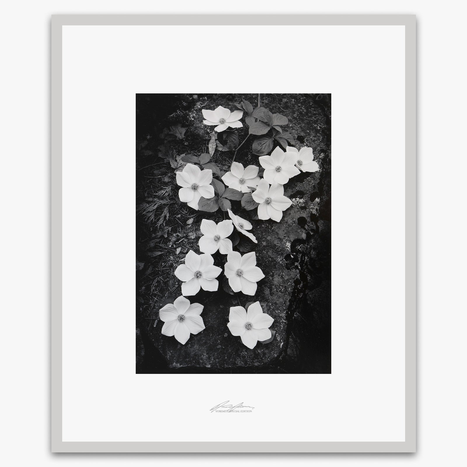 Dogwood Blossoms Shop_Repro_SEP The Ansel Adams Gallery Framed Standard German Silver Metal 