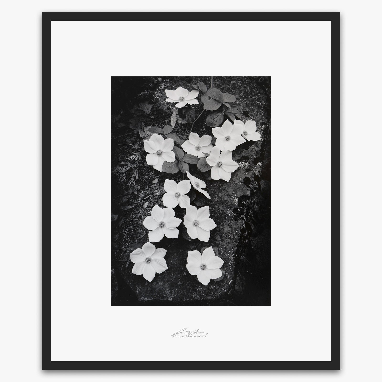 Dogwood Blossoms Shop_Repro_SEP The Ansel Adams Gallery Framed Standard Matte Black Metal 