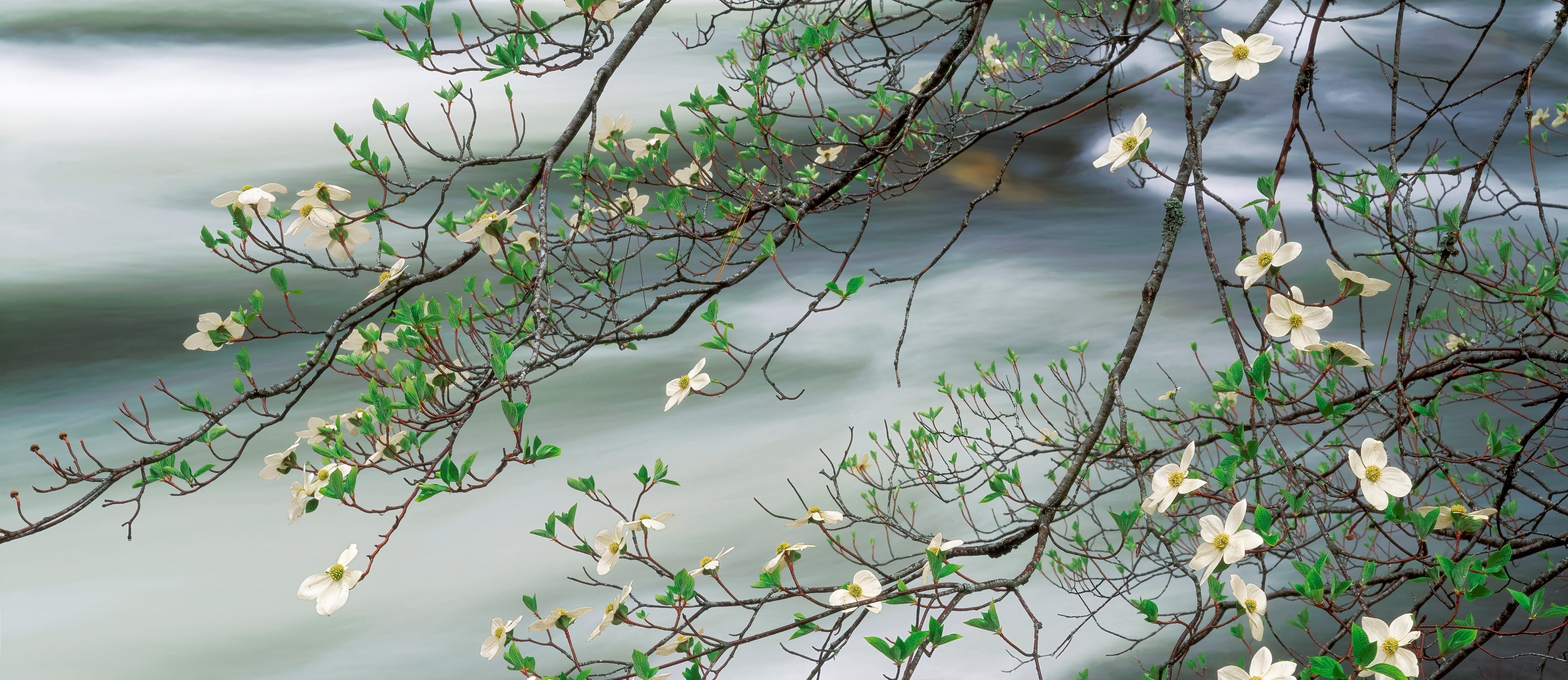 Dogwood in Bloom and the Merced River Shop_Represented_Artist William Neill 10"x24" 