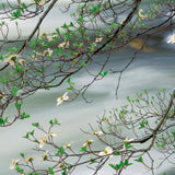 Dogwood in Bloom and the Merced River Shop_Represented_Artist William Neill 10"x24" 