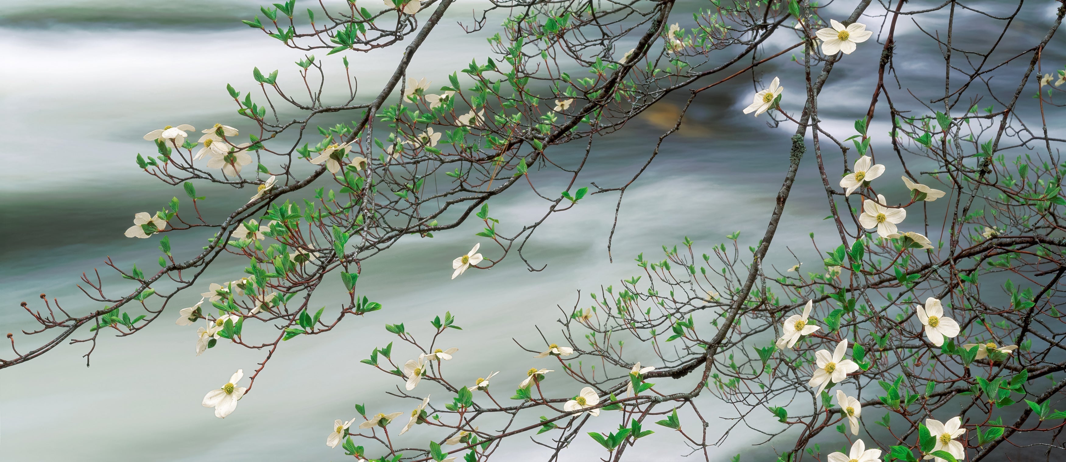 Dogwood in Bloom and the Merced River Shop_Represented_Artist William Neill 10"x24" 
