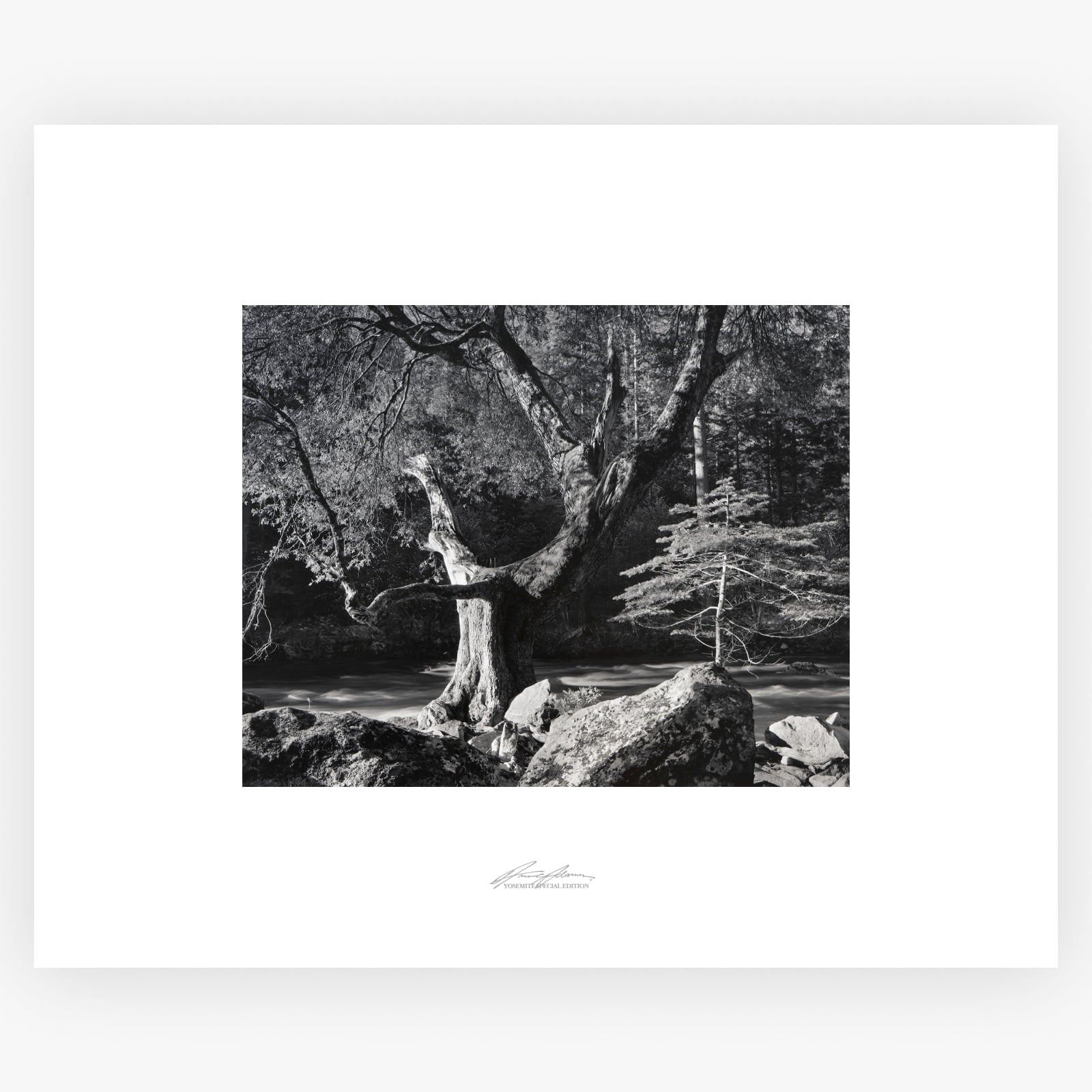 Early Morning, Merced River Shop_Repro_SEP The Ansel Adams Gallery Unframed No Color 