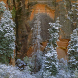 First Snow, Trees, Zion Shop Charles Cramer 
