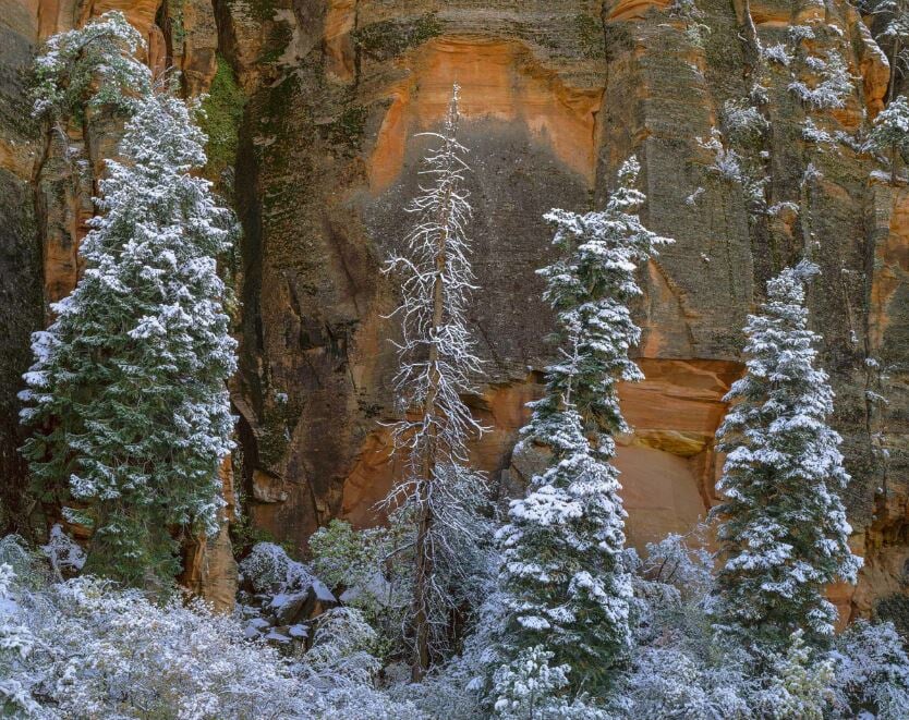 First Snow, Trees, Zion Shop Charles Cramer 