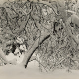 Forest Detail, Winter, Yosemite Valley Original Photograph Ansel Adams 
