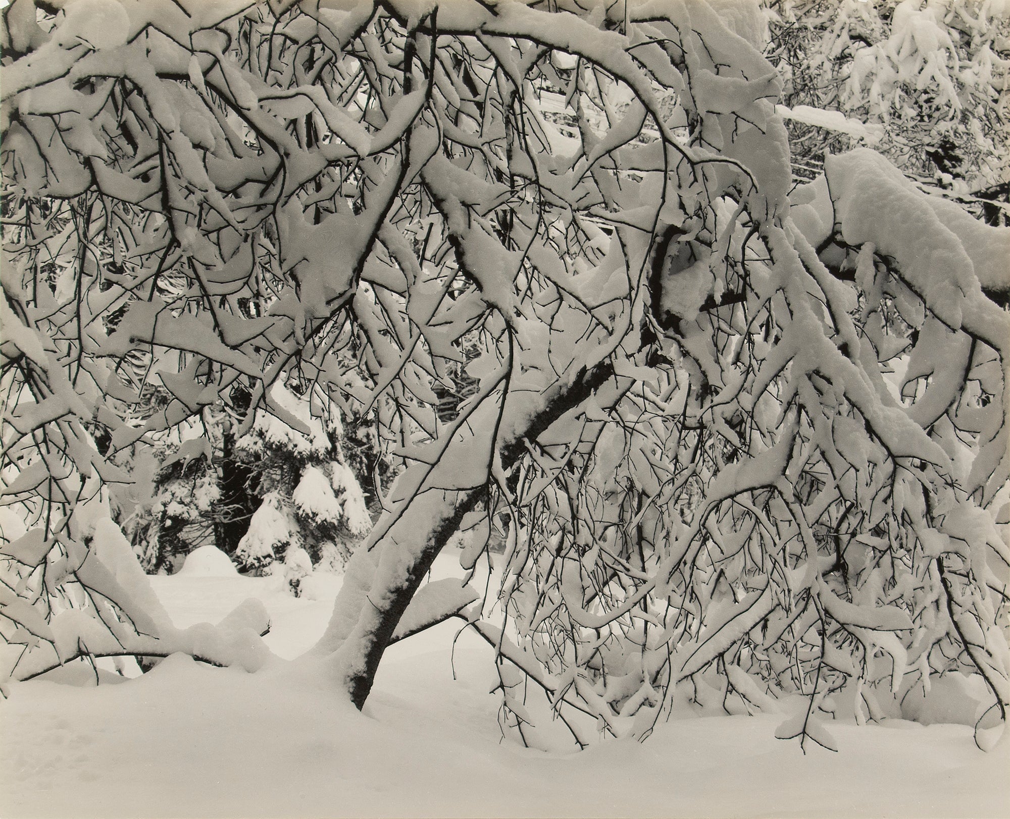 Forest Detail, Winter, Yosemite Valley Original Photograph Ansel Adams 