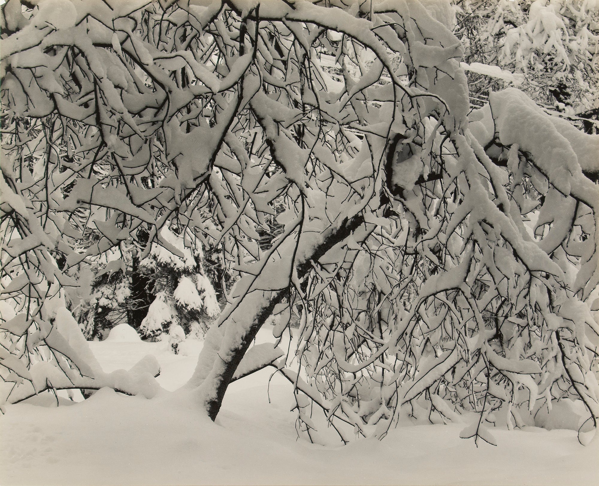 Forest Detail, Winter, Yosemite Valley Original Photograph Ansel Adams 