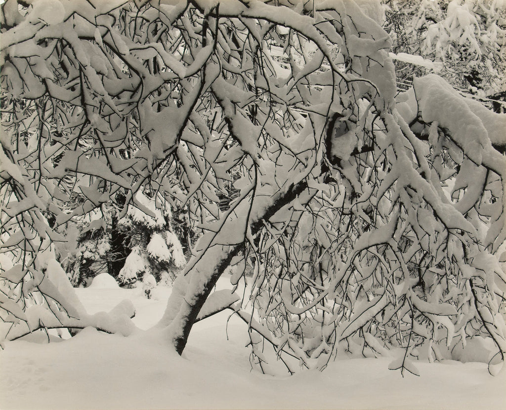 Forest Detail, Winter, Yosemite Valley