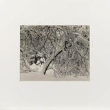 Forest Detail, Winter, Yosemite Valley Original Photograph Ansel Adams 
