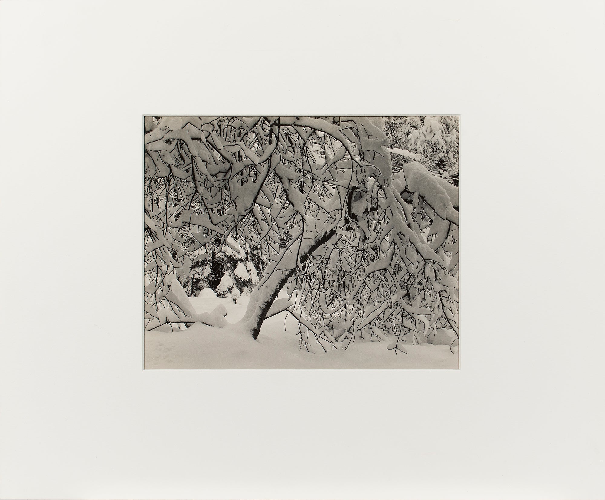 Forest Detail, Winter, Yosemite Valley Original Photograph Ansel Adams 