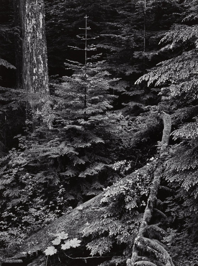 Forest, Early Morning, Mt Rainier