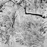 Fresh Snow Shop_Medium_Print The Ansel Adams Gallery 