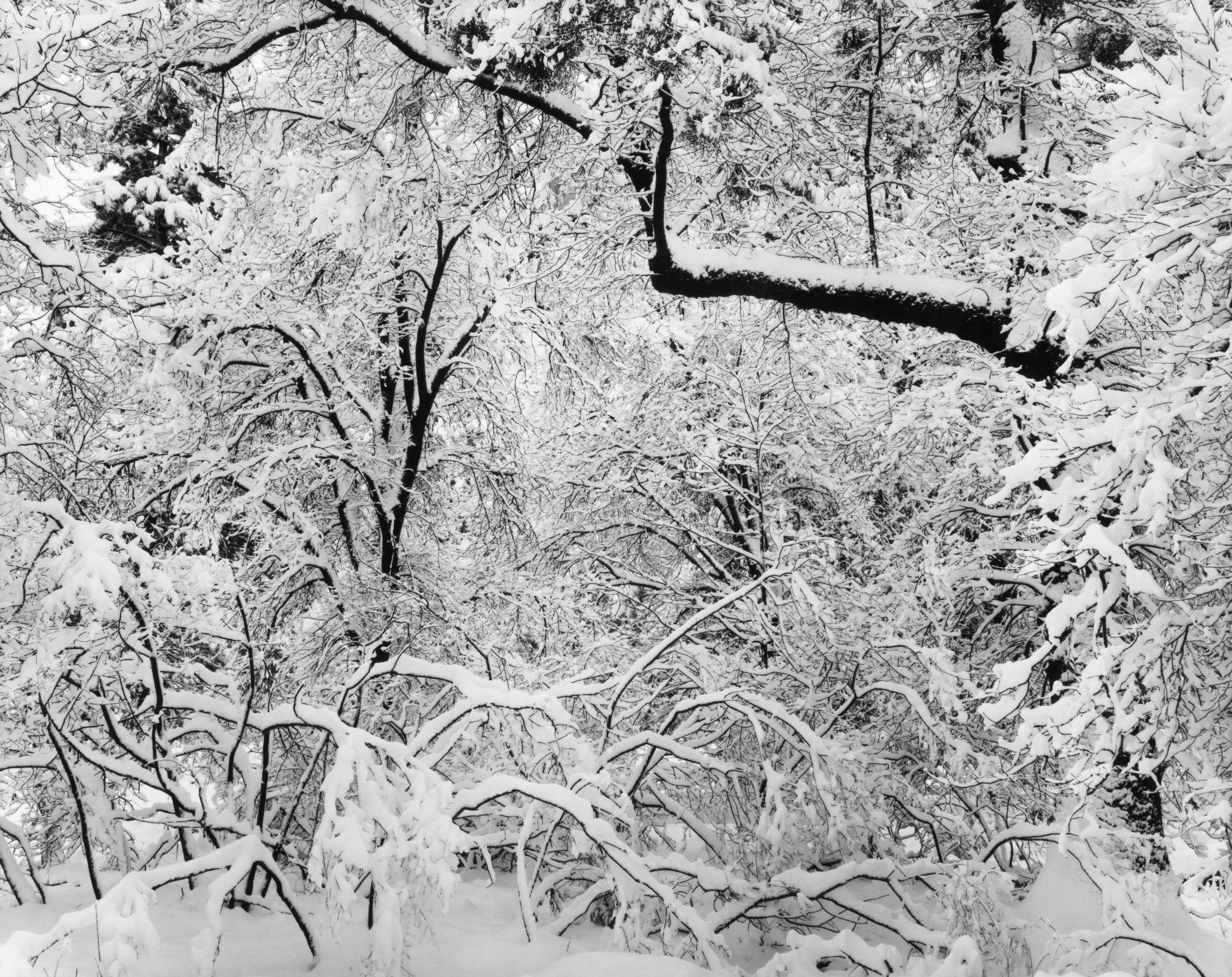 Fresh Snow Shop_Medium_Print The Ansel Adams Gallery 