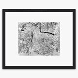 Fresh Snow Shop_Medium_Print The Ansel Adams Gallery Black Wood 