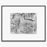 Fresh Snow Shop_Medium_Print The Ansel Adams Gallery Contrast Gray Metal 