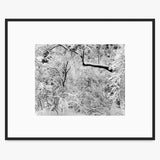 Fresh Snow Shop_Medium_Print The Ansel Adams Gallery Matte Black Metal 