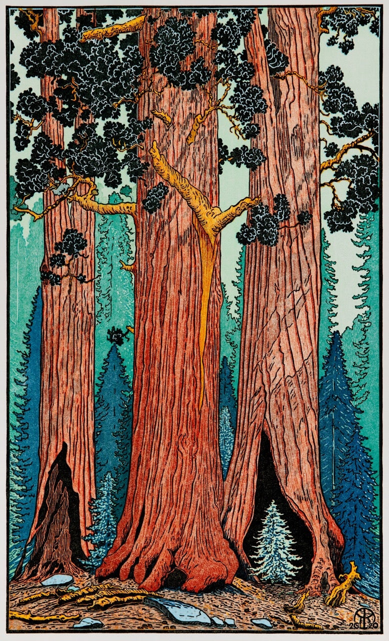 Giant Sequoias II Shop_Represented_Artist Tom Killion 