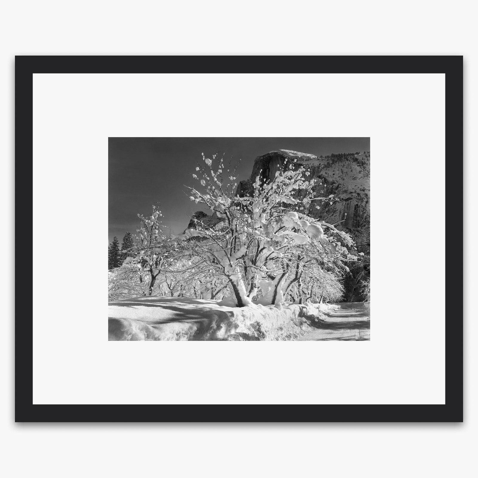 Half Dome, Apple Orchard Shop_Medium_Print The Ansel Adams Gallery Black Wood 