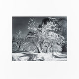 Half Dome, Apple Orchard, Winter Original Photograph Ansel Adams 