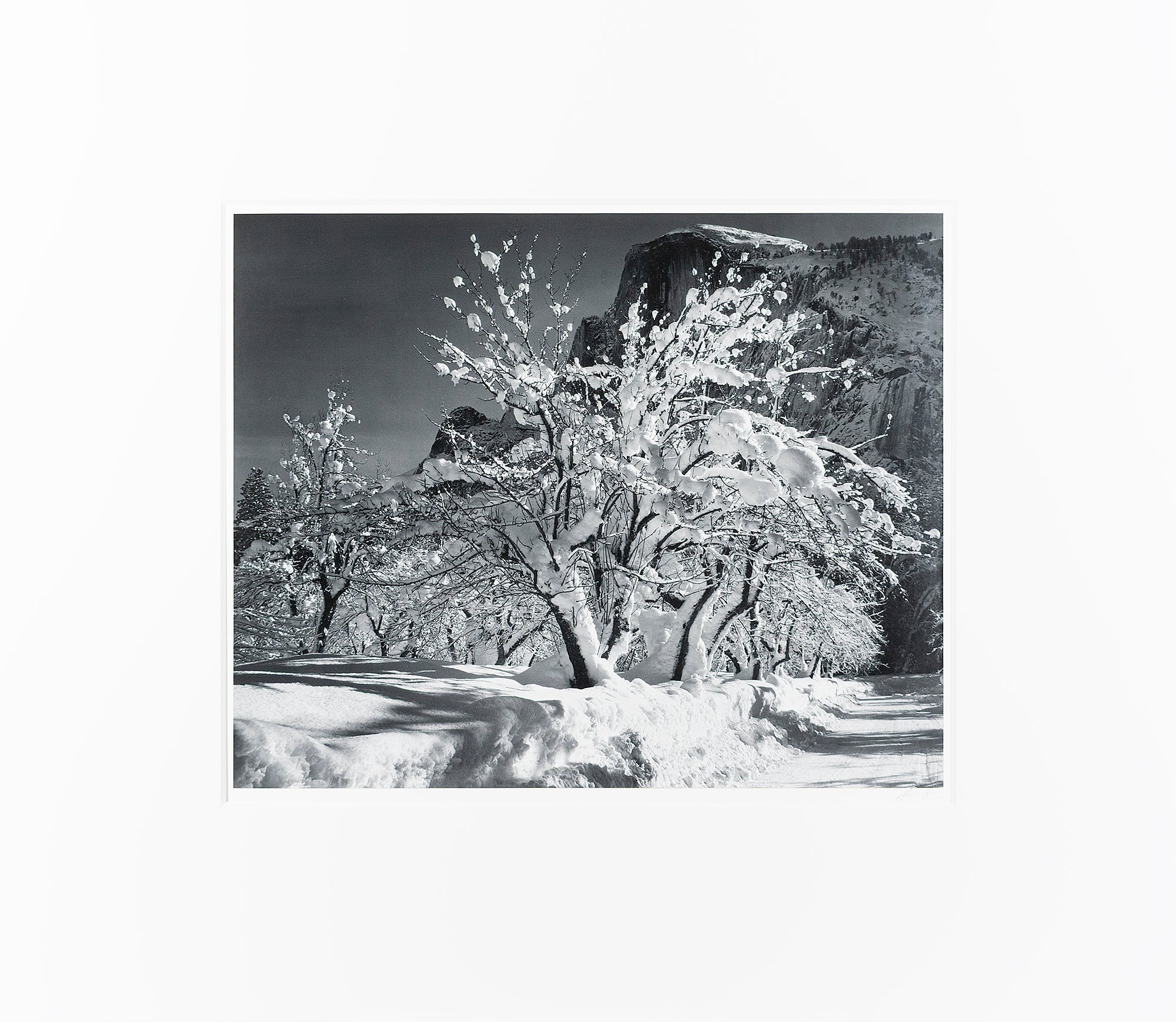 Half Dome, Apple Orchard, Winter Original Photograph Ansel Adams 