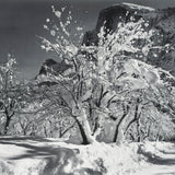 Half Dome, Apple Orchard, Winter Original Photograph Ansel Adams 