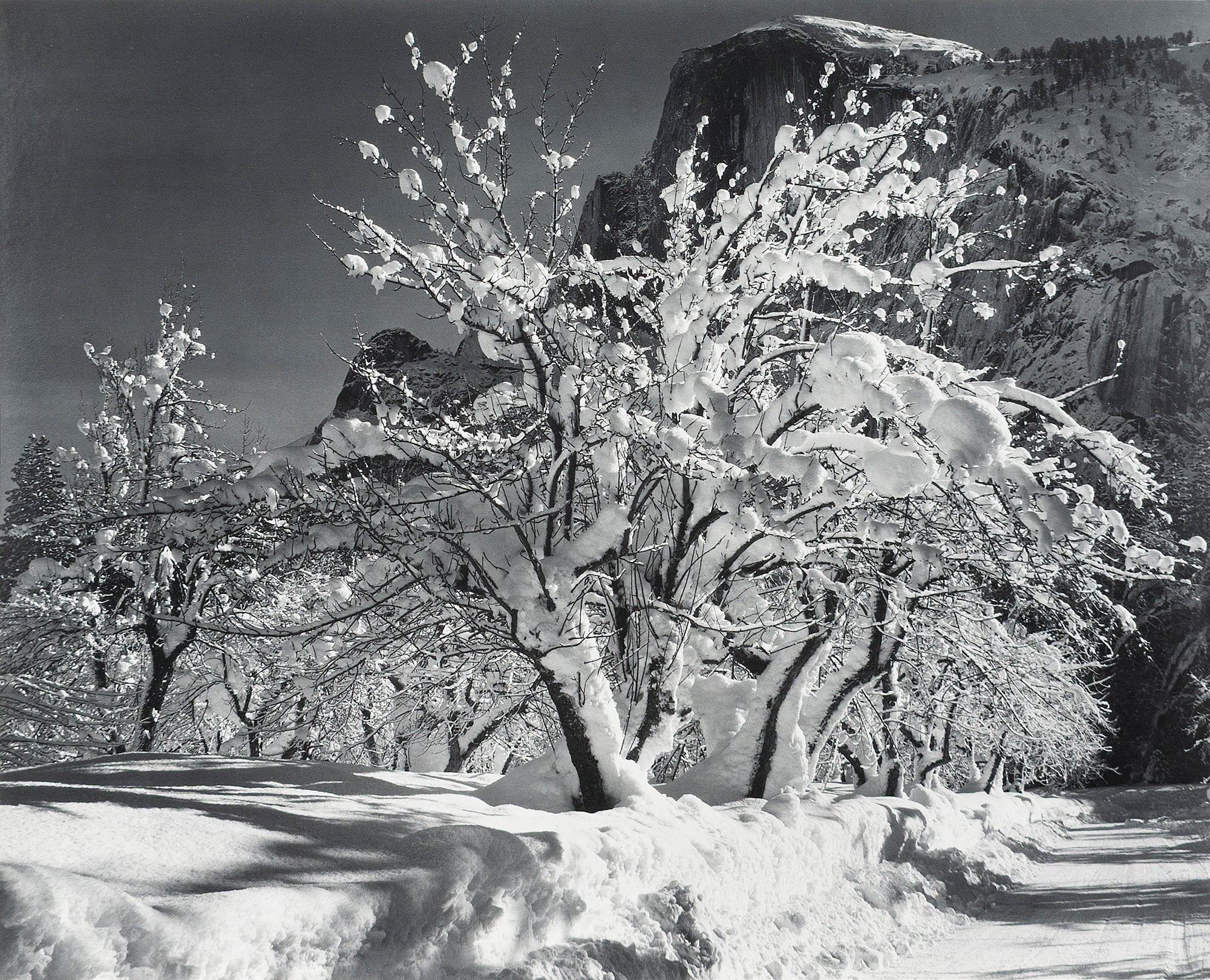 Half Dome, Apple Orchard, Winter Original Photograph Ansel Adams 