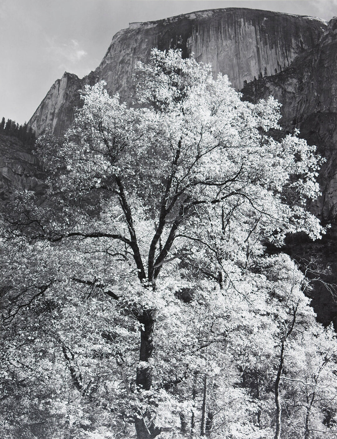 Half Dome, Oak Tree, Autumn – The Ansel Adams Gallery