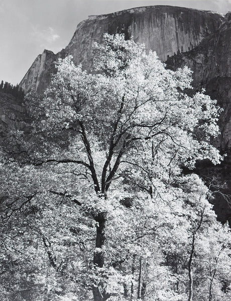 Half Dome, Oak Tree, Autumn – The Ansel Adams Gallery