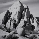 In Joshua Tree, National Monument Original Photograph Ansel Adams 
